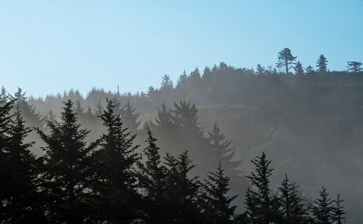View of Del Norte Coast Redwoods State Park